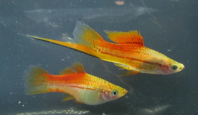 6 Pineapple Swordtails Live Freshwater Aquarium Fish