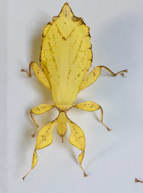 Huevos de insectos con palo de hoja amarilla Phyllium Philippinicum X 20 COMIDA VIVA