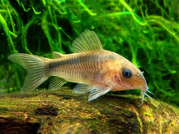 5x Corydoras Rabauti Live Fish 2Day Fedex Shipping
