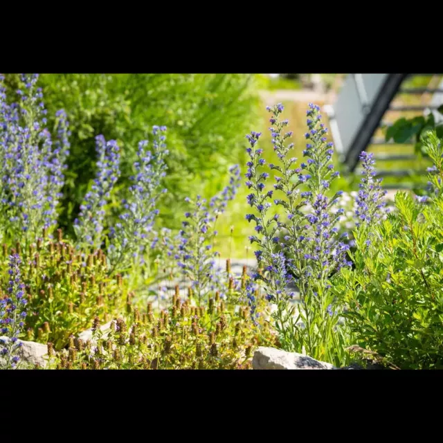 Echium vulgare - Gewöhnlicher Natternkopf - 9cm Topf