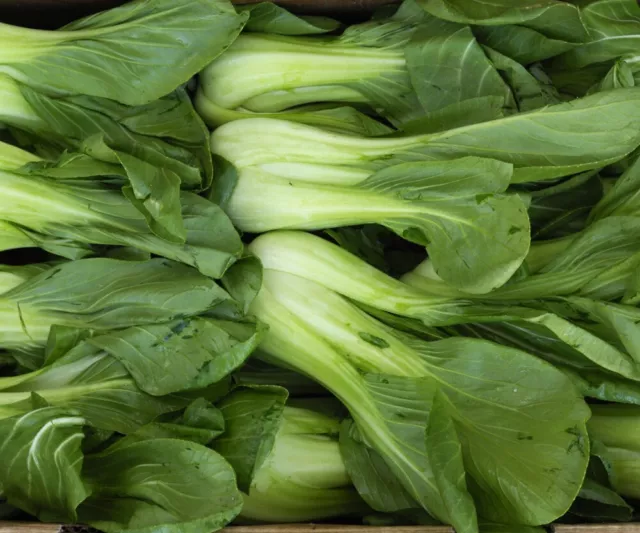 Shanghai Pak Choi - Chinesischer Senfkohl CHINAKOHL 50+ Samen - Seeds B 114