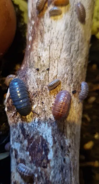 Armadillidium sp. st. Lucia