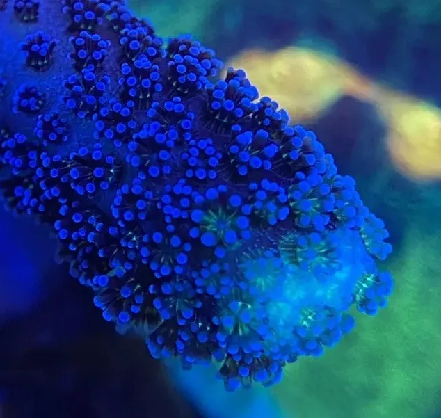 Purple Stylophora Milka Coral Frag SPS Marine  soft lps corals frags Corals Reef