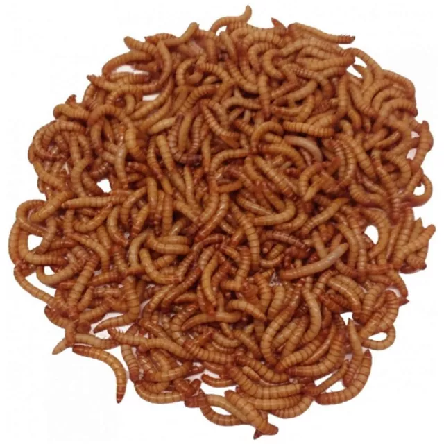 500 Mealworms Live Giant For Reptile Birds Chickens Fish Food by Abdragons