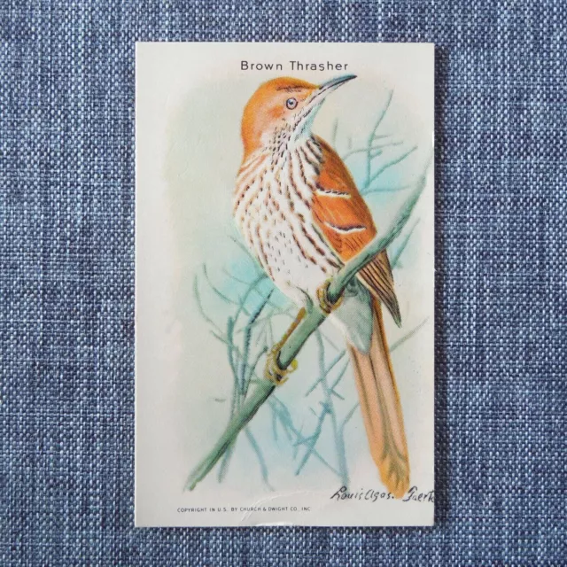 BROWN THRASHER Arm & Hammer Useful Birds of America Tenth Series #9 Trading Card