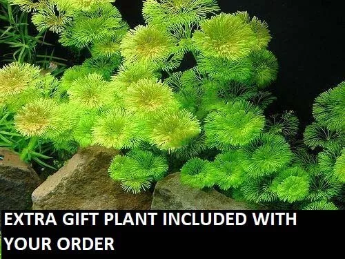 Green Cabomba Live Fish Tank Plants Aquarium Plants BUY 2 Get 1 FREE