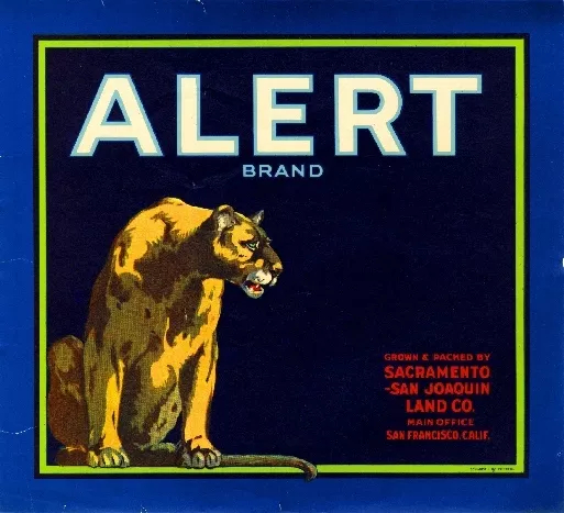 Sacramento Alert Cougar Mountain Lion Orange Citrus Fruit Crate Label Art Print