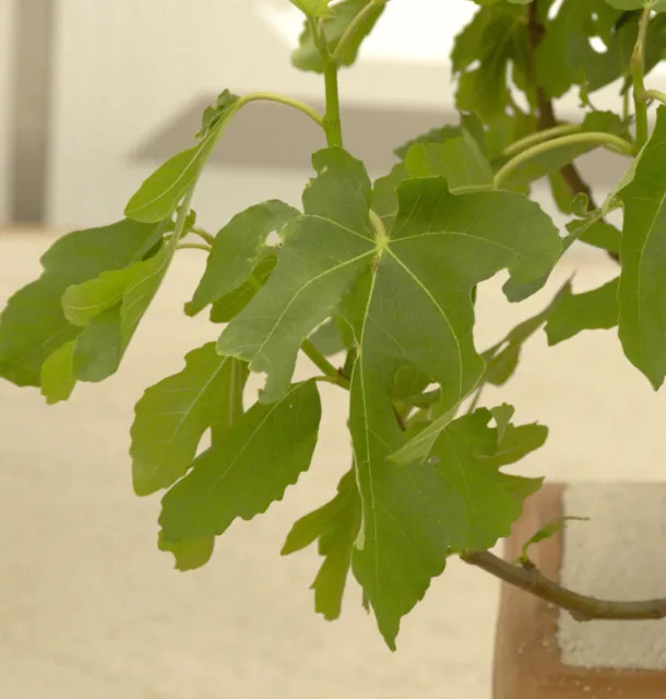 Feigenbaum Rouge de Bordeaux 60-80cm - Ficus carica