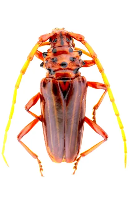 Cerambycidae Sp.  Feb334 22Mm.(Body) Ec