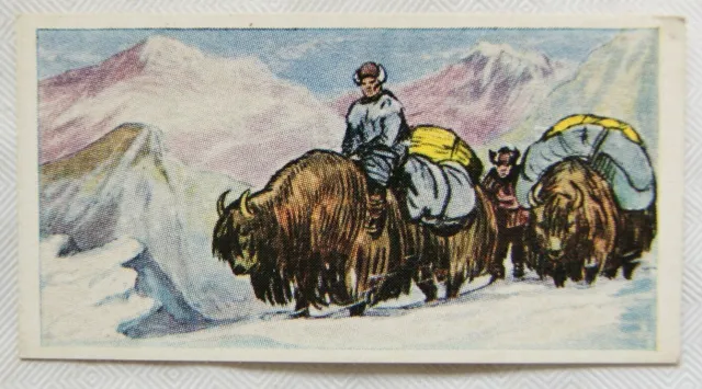 1961 Cooper's Tea card Transport through the ages No. 13 The Yak