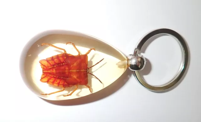 Insect Key Ring Ghost Bug Tessaratoma papillosa Specimen SK09 Amber Clear
