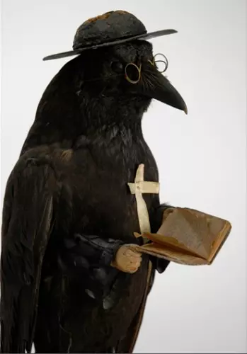 taxidermy crow  magpie bird