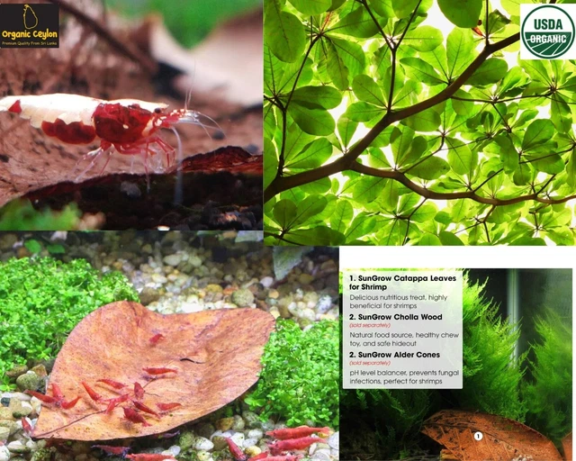 200 PCS Catappa Leaves  Shrimp Aquarium Ketapang Leaves Indian Almond Leaves