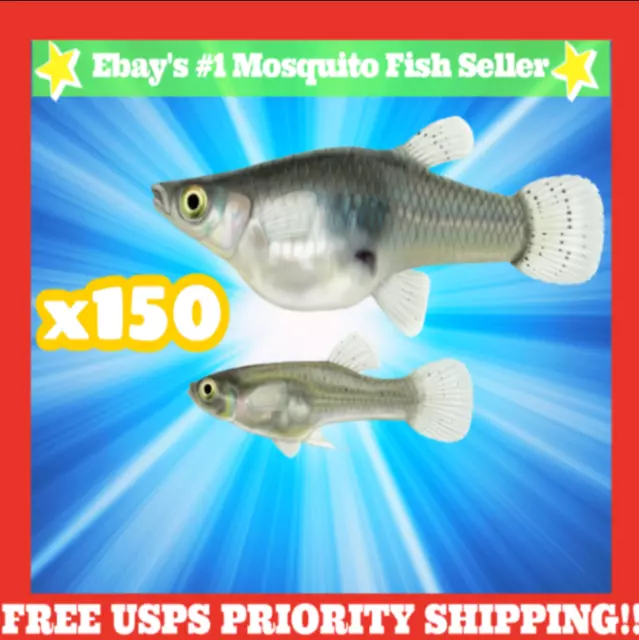 150 LIVE Gambusia MOSQUITO FISH Aquarium Koi Pond Feeder Guppy Fish FOOD Minnows