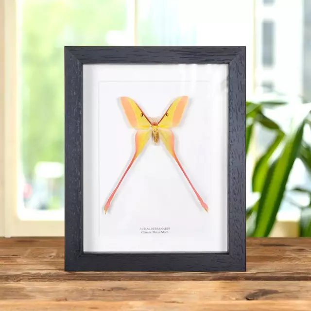 Male Chinese Moon Taxidermy Moth Frame (Actias dubernardi)