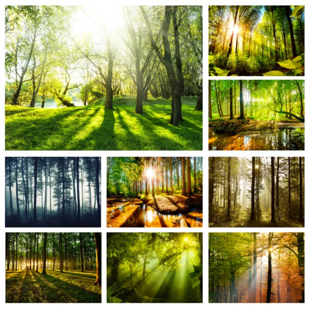 WALD LANDSCHAFT Vlies Fototapete Sonne Natur grün Wand Tapete xxl Wohnzimmer