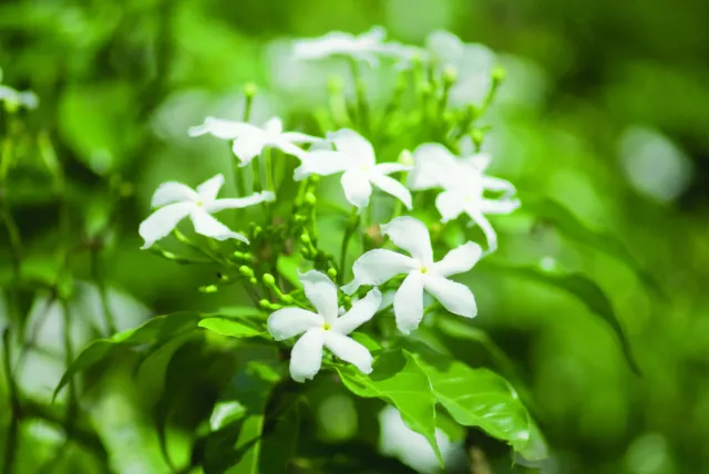 Jasmine Jasminum Officinale Climbing Plant Scented White 3L Pot x 2 by Suttons 2