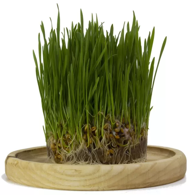 WHEATGRASS SEEDS 400g-2kg UNTREATED wheat grass SPROUT garden sprouting sprouts