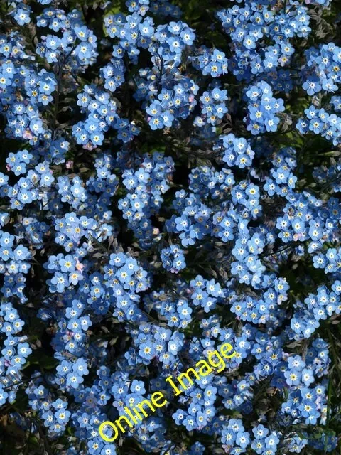 Photo 6x4 Forget-me-nots, Tessier Gardens Torquay A closer look at the fl c2013