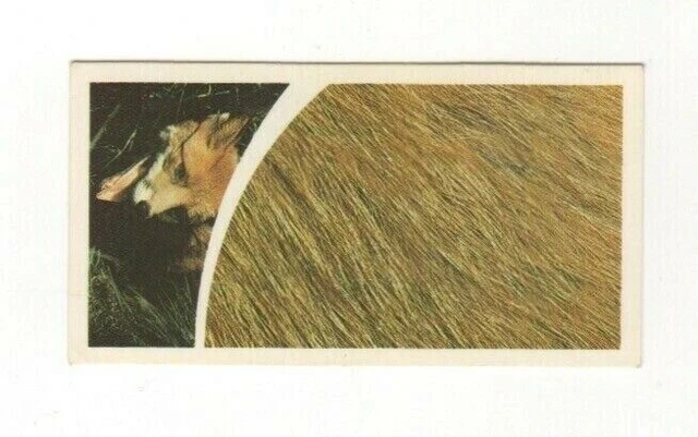 Brooke Bond Microscopic Images 1981 Fox