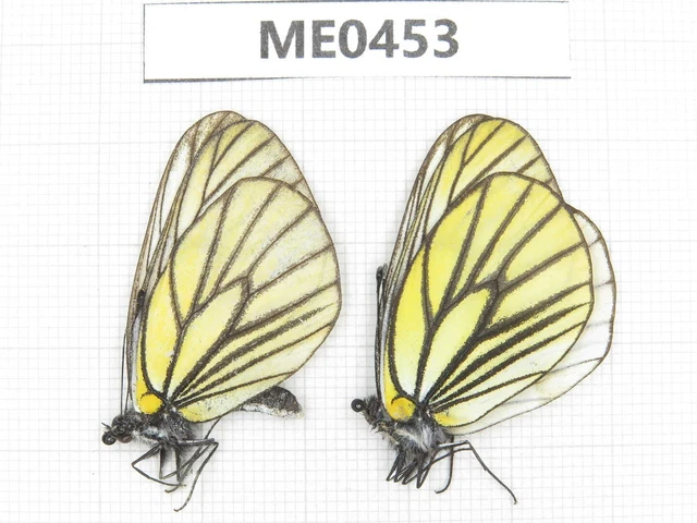Butterfly. Aporia hippia ssp. Gansu, Lanzhou, Mt.Xinglongshan. 2M. ME0453.