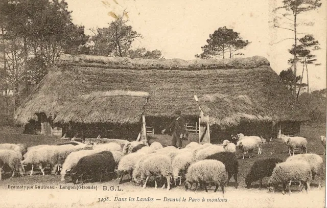 Carte Postale Dans Les Landes Devant Le Parc A Moutons