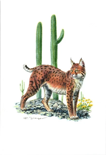 RED LYNX (LYNX rufus) graphics dimension: 40x60 cm £24.38 - PicClick UK