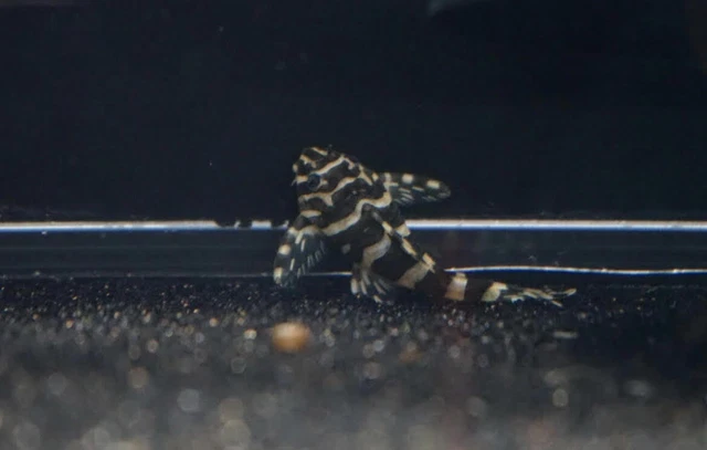 (1) L134 Leopard Frog Pleco - High Quality Pleco (1.5-2”) Live tropical fish