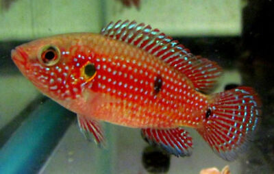 Red Jewel Cichlid LIVE FISH Read Description