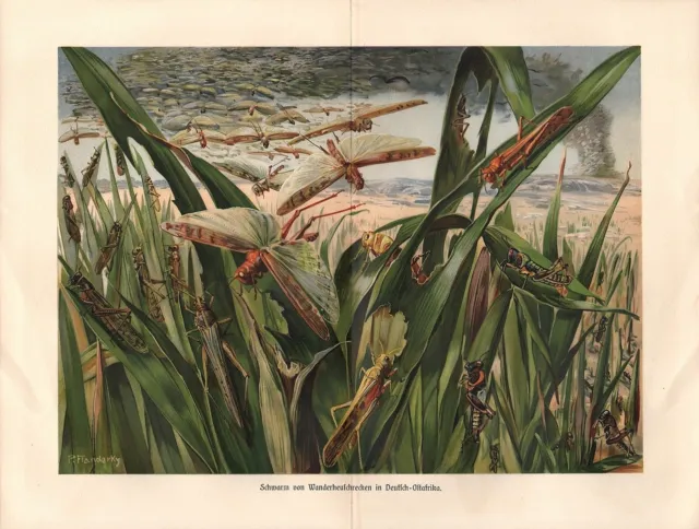 Wanderheuschrecken Acrididae  in DOA Heuschrecken Plage  LITHOGRAPHIE um 1900