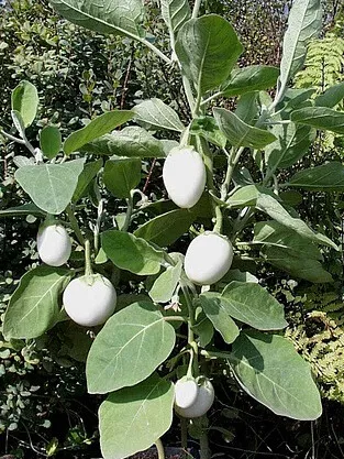 SAMEN Eierbaum tolle Pflanzen robuste neue Saat Terrasse Klassiker seltene