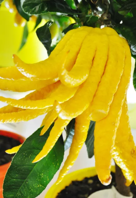 10 Stecklinge von Buddhas Hand Zitronen zu 70% Rabatt