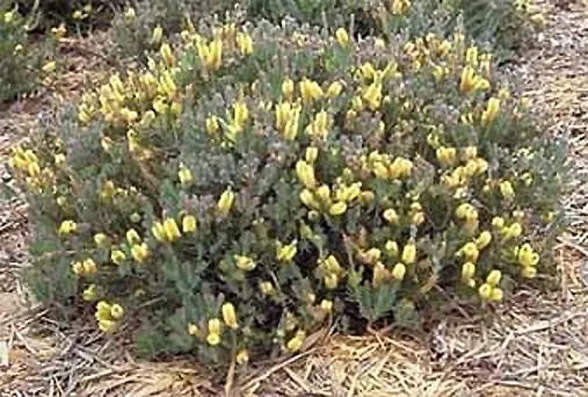 Callistemon pityoides - Dwarf Yellow Bottlebrush - 250 Seeds