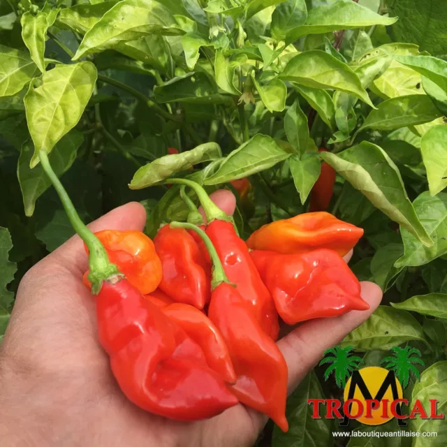 RARE 30 graines piment végétarien Antillais (Capsicum Frutescens)