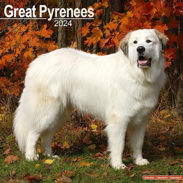 GREAT PYRENEES CALENDAR 2025 Square Dog Breed Wall Calendar 16 Month