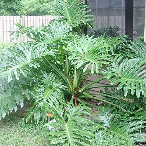 Lacy Tree Philodendron Seeds Philodendron Selloum Easy to Grow Tropical Plant...