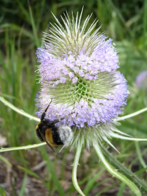 Dipsacus fullonum WILDE-KARDE über 100 Samen