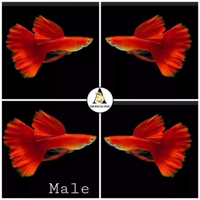1 Pair ☆ Albino Full Red Ribbon Guppies  - High Quality - Live Guppy Fish VIP
