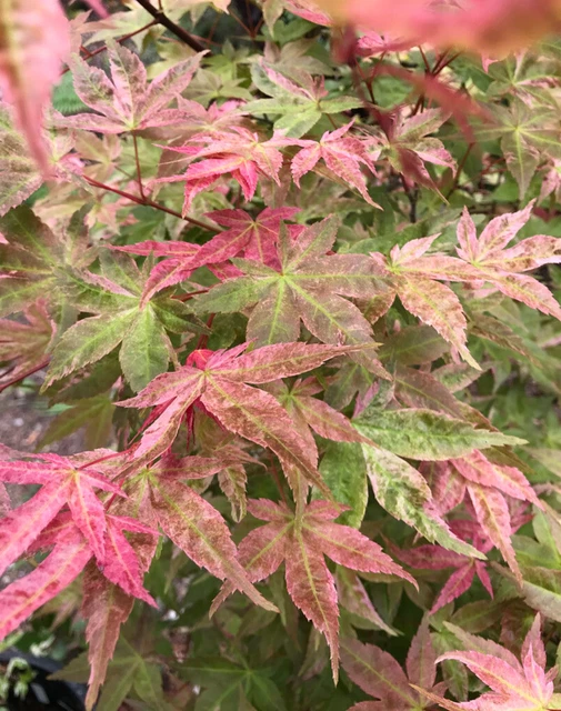 GRAFTED JAPANESE MAPLE Acer Palmatum Dissectum Viridis £9.75 - PicClick UK