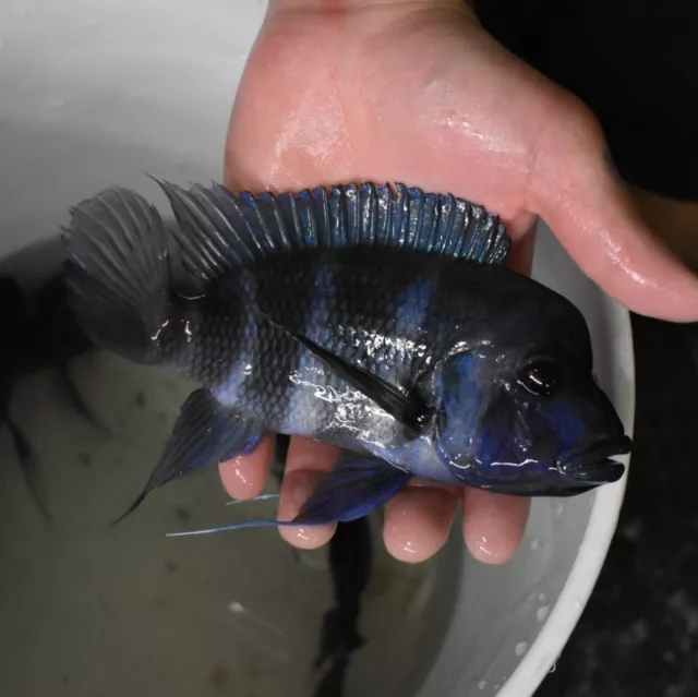 Live 6-7" Blue Zaire Full Mask Frontosa Large Aquarium Fish *PLS READ DESCR*