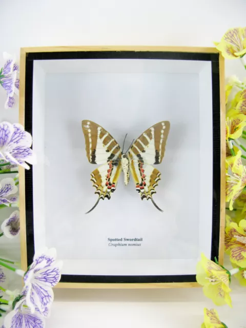 Spot Swordtail  real beautiful butterfly prepared and mounted in the 3D showcase