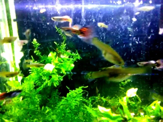 5 pairs assorted Guppies ( 5 m & 5 f )