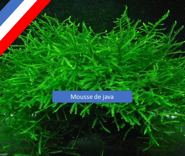 MOUSSE DE JAVA - Plante aquarium EUR 5,99 - PicClick FR