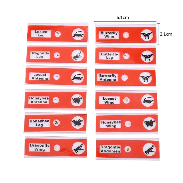 (red)Magic Lantern Slides Flowers Prepared Microscope Slides 12pcs/Box For