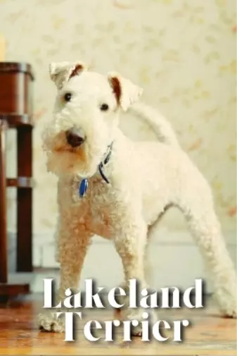 Nina Pustova Lakeland Terrier (Paperback) (UK IMPORT)