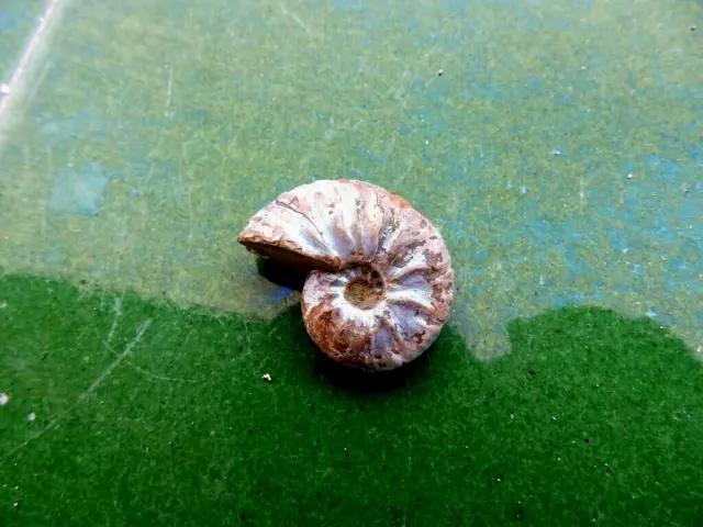 Fosiles Ammonite " Excelente Desmoceras Irisado De Madagascar  -  11A22 "