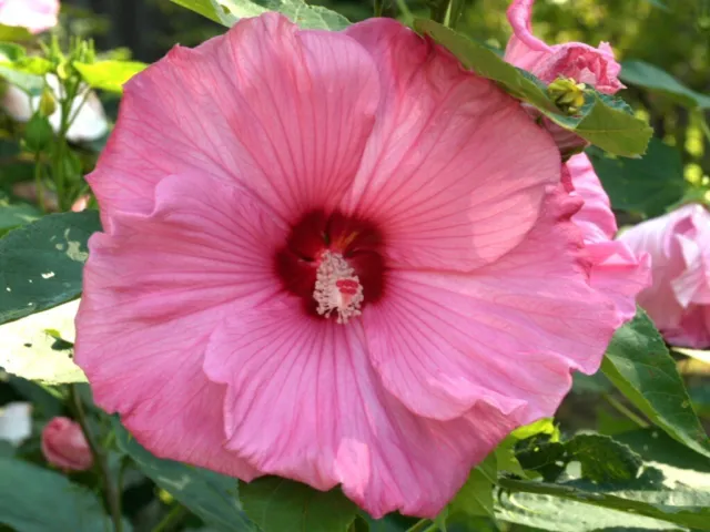 SWEET CAROLINE Hardy Hibiscus -- Plant in 4.5" pot