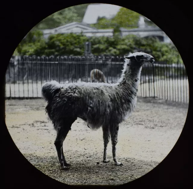 ANTIQUE Magic Lantern Slide THE LLAMA LONDON ZOO C1888 VICTORIAN PHOTO