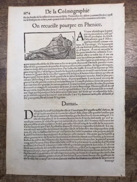 1575 Coquillage Pourpre Gravure Conchyliologie  Cosmologie Munster Damas Sidon 2