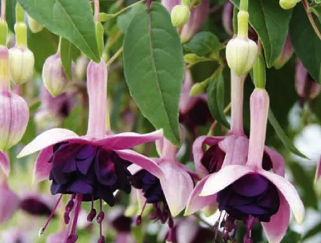 1 X  Fuchsia Velvet Crush Plug Plants Pre Order Free Postage